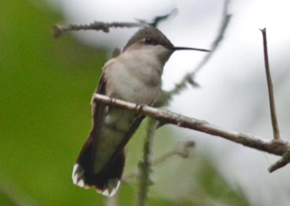 Hummingbird2.JPG