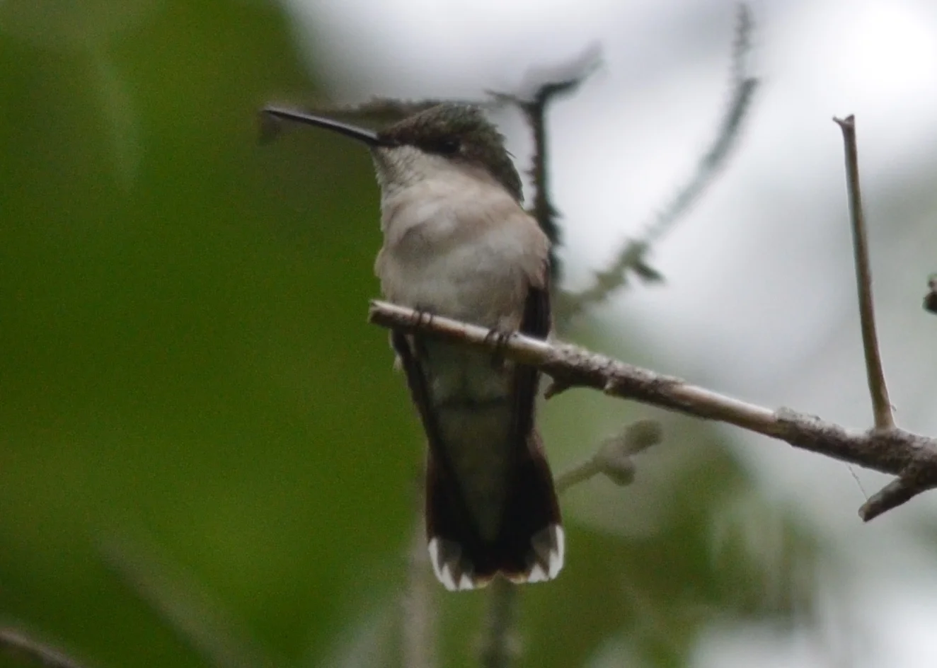 Hummingbird4.JPG