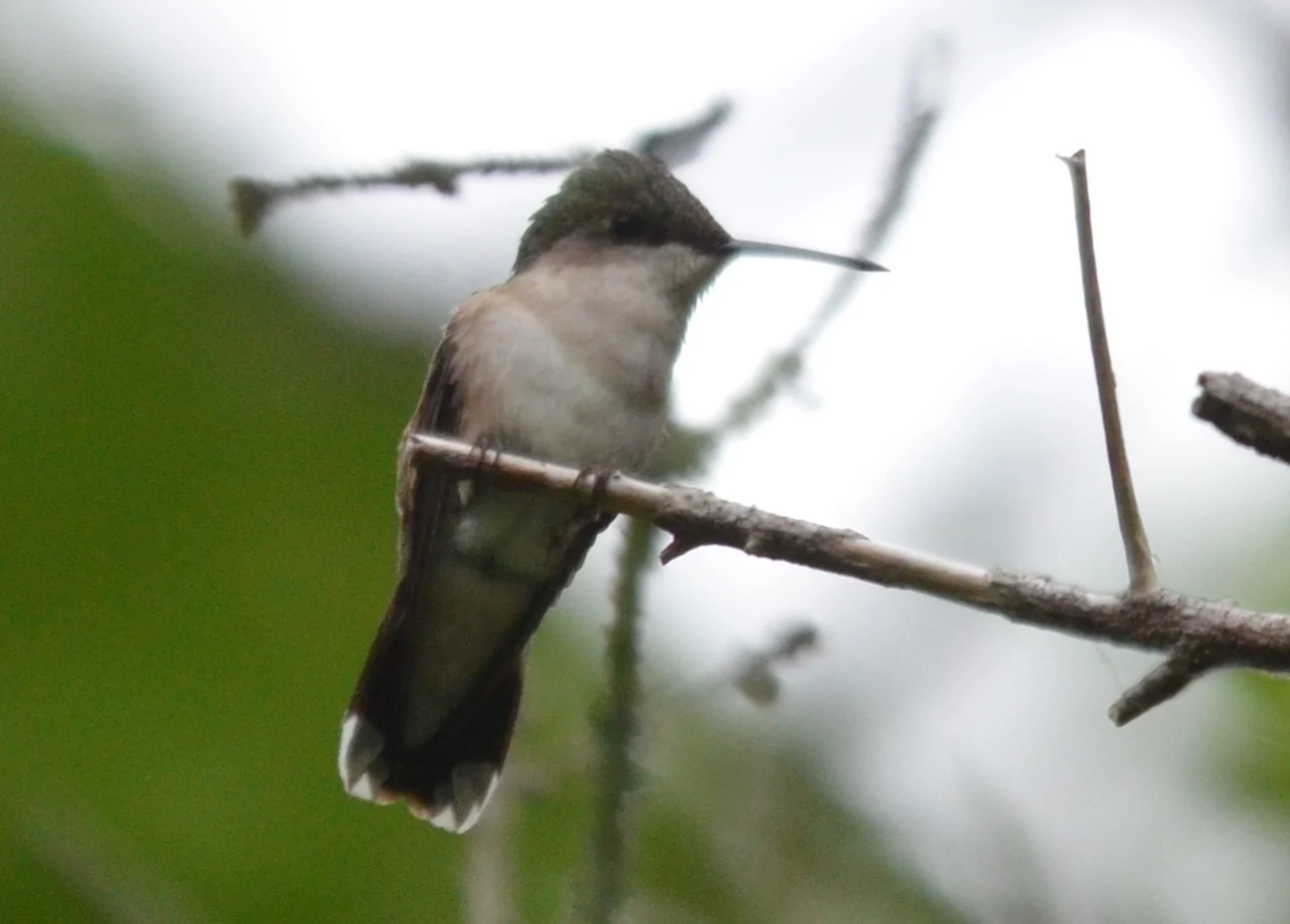 Hummingbird6.JPG