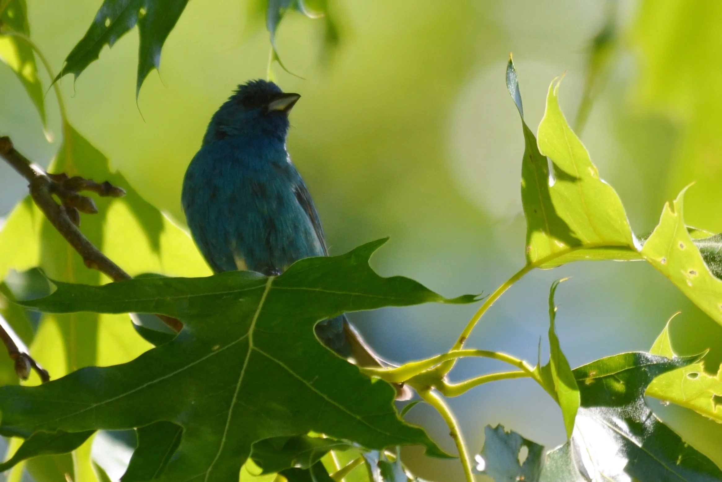 Indigo Bunting.JPG