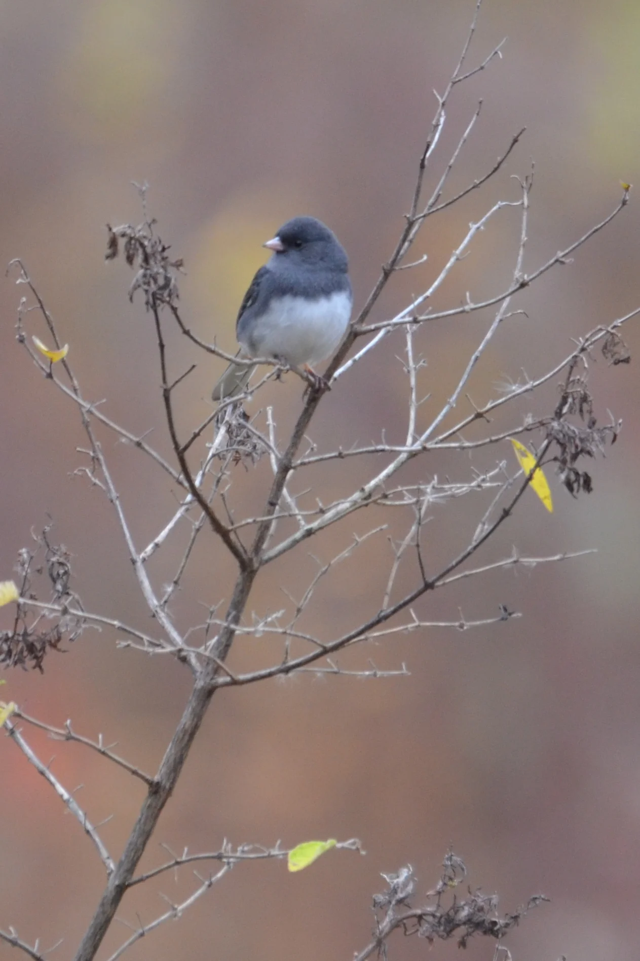 Junco.JPG