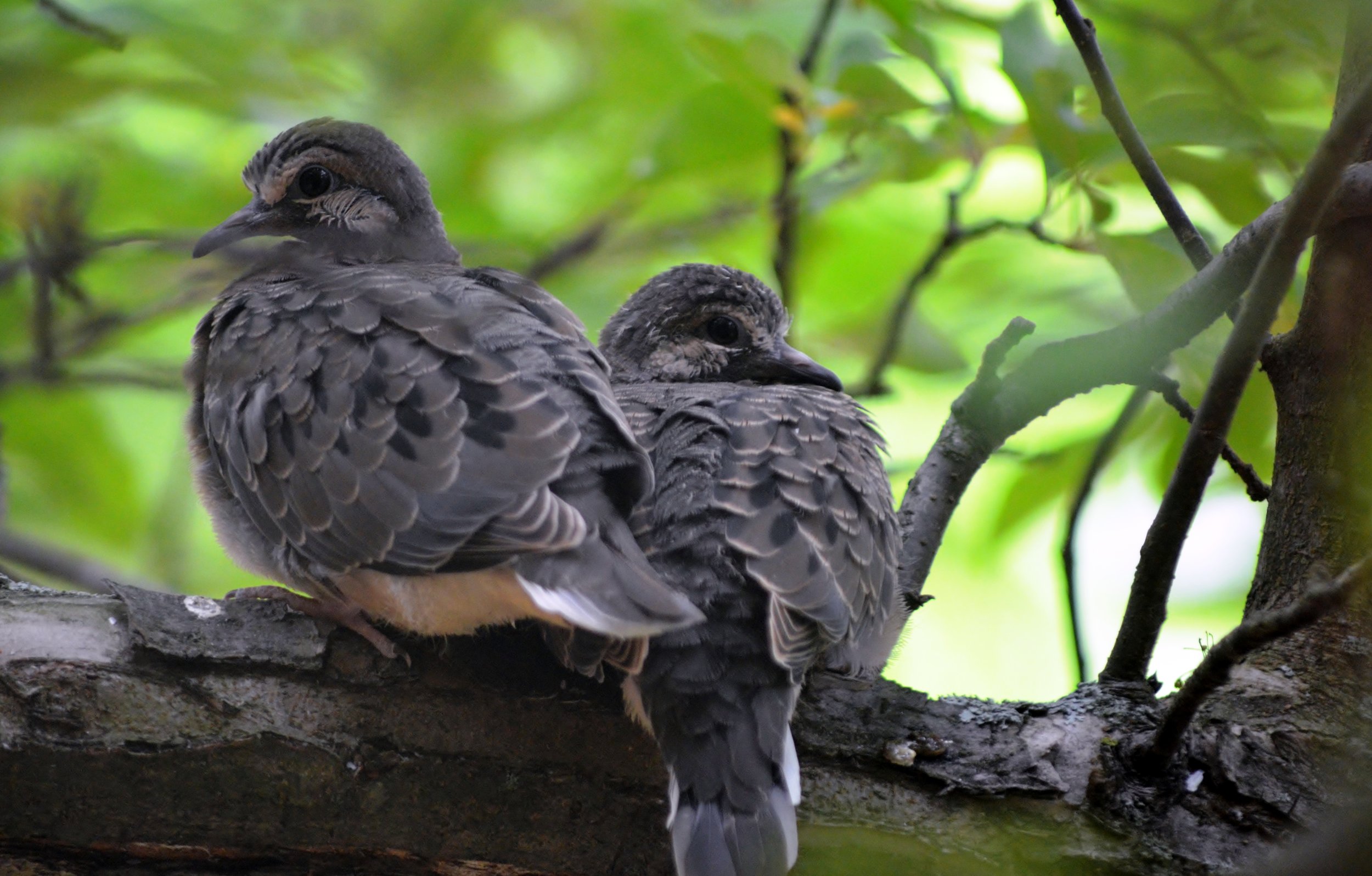 Imm Mourning Doves.JPG