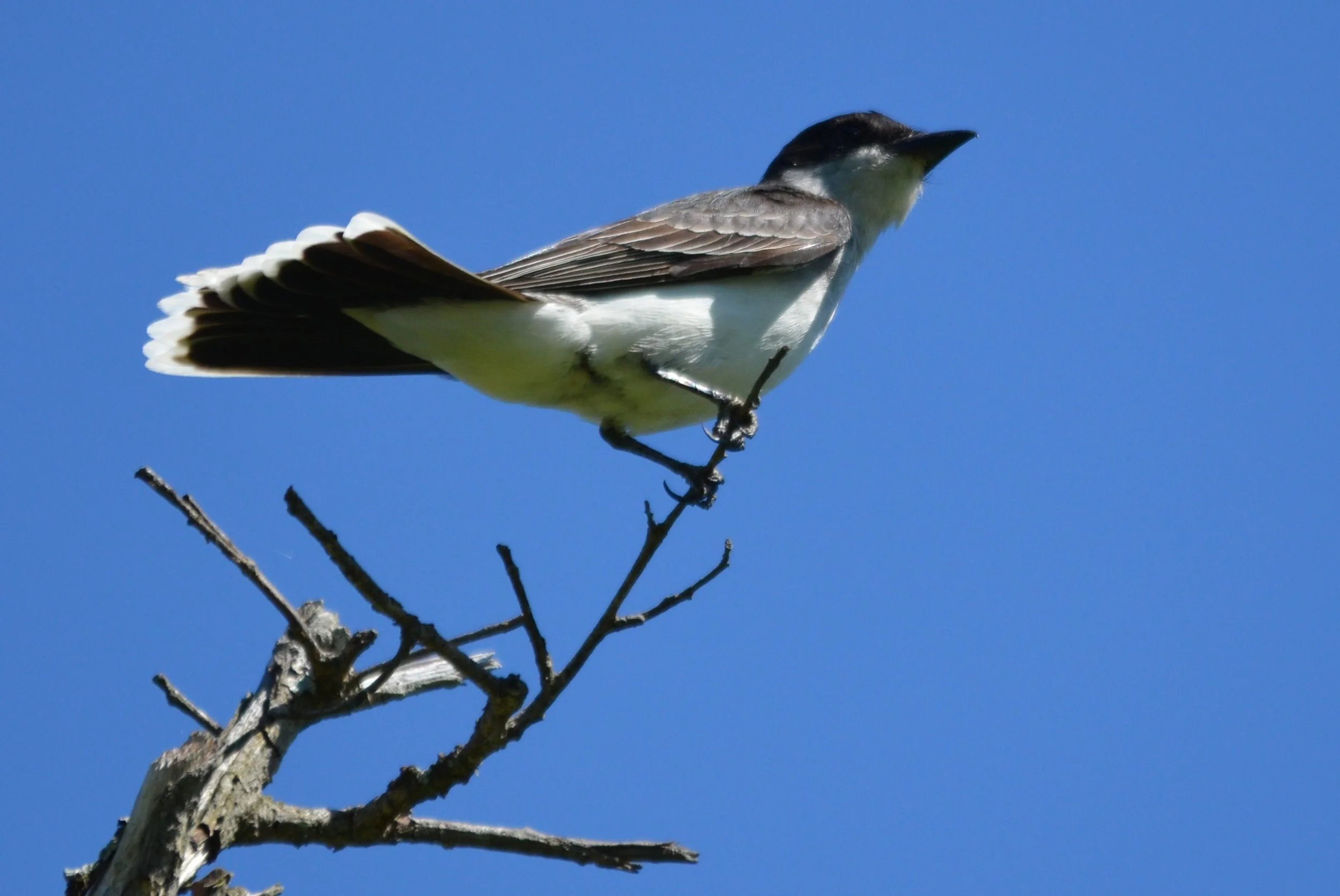 Kingbird2.JPG