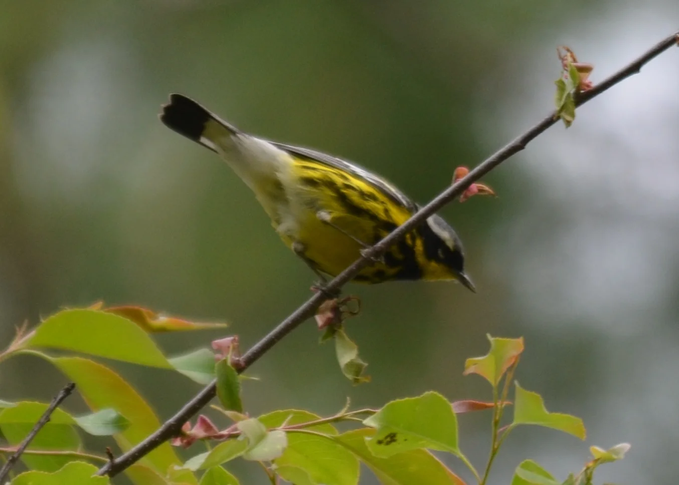 Magnolia Warbler.JPG