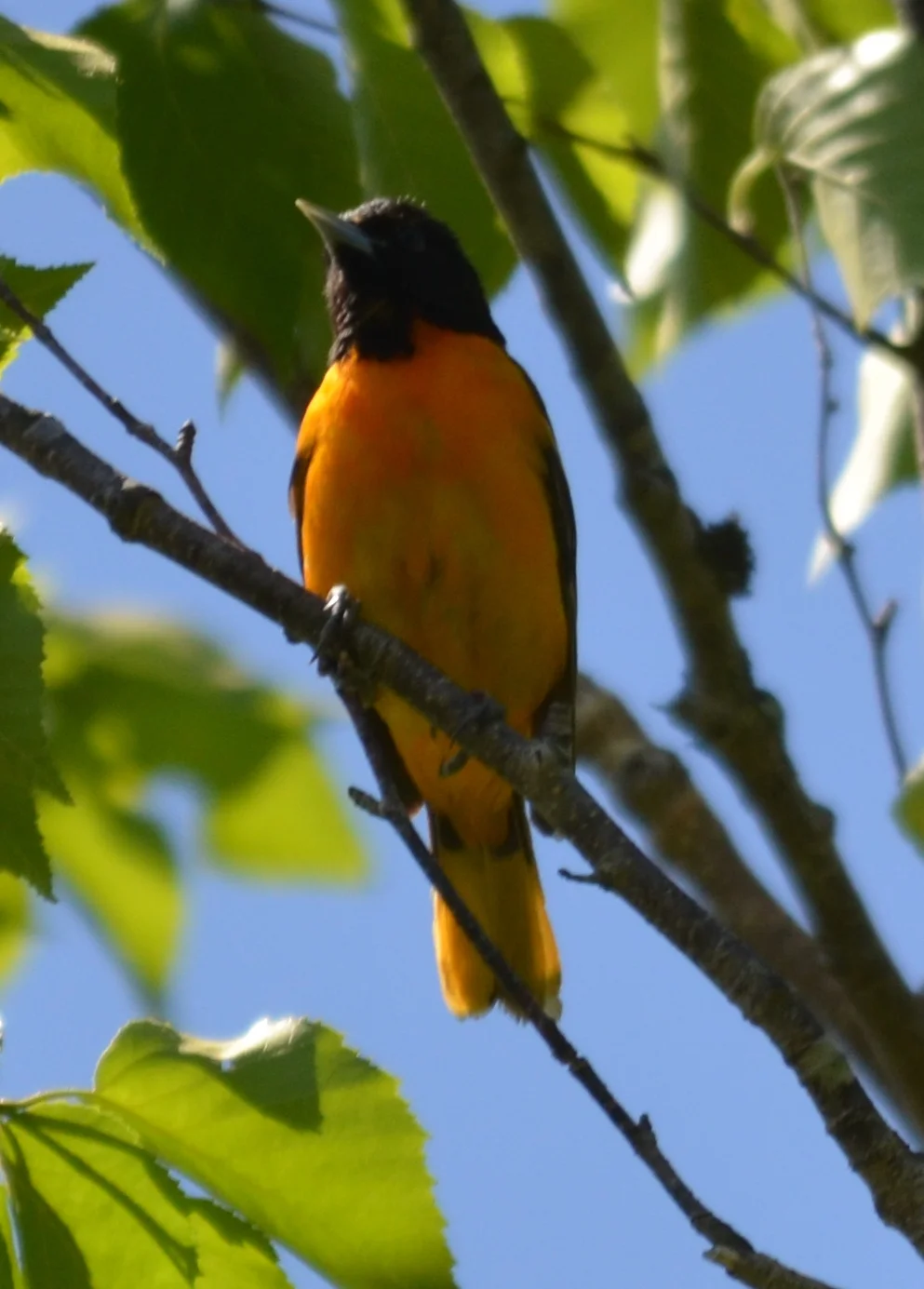Oriole3.JPG