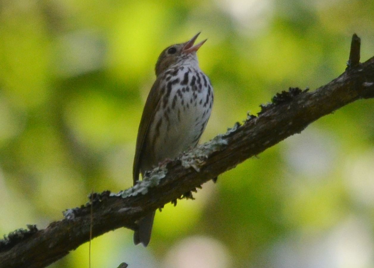 Ovenbird 2.JPG