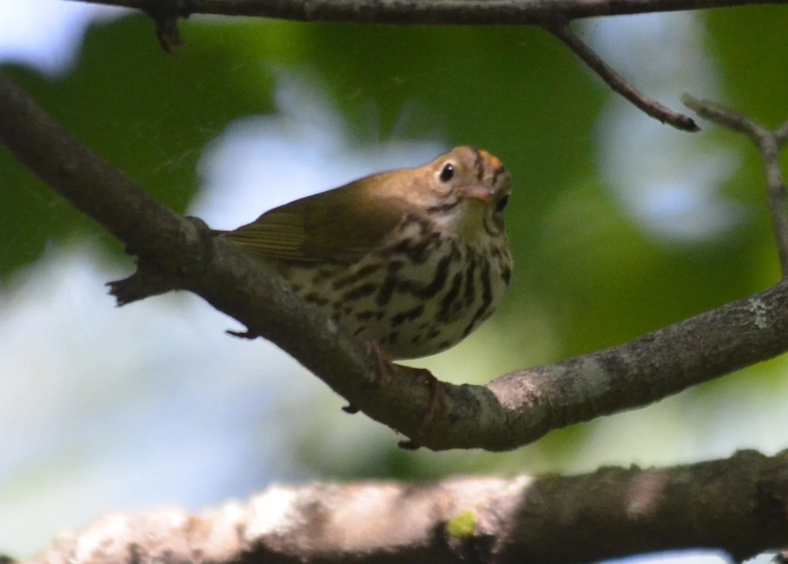 Ovenbird.JPG