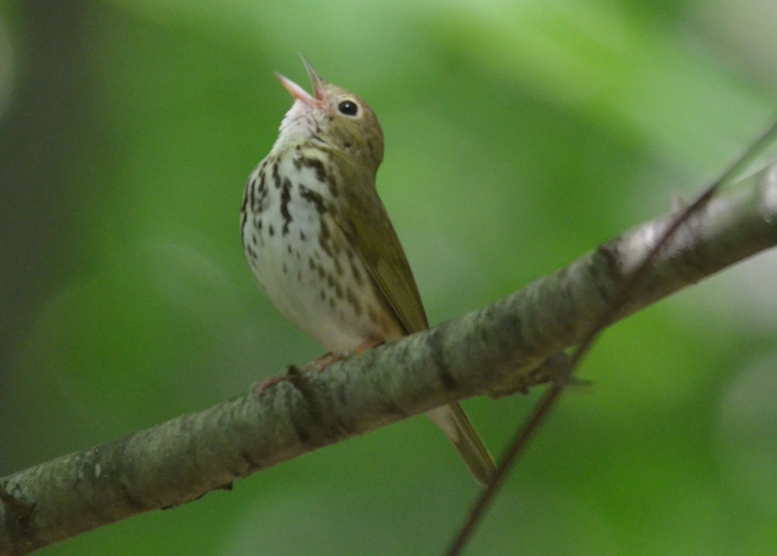 Ovenbird 3.JPG