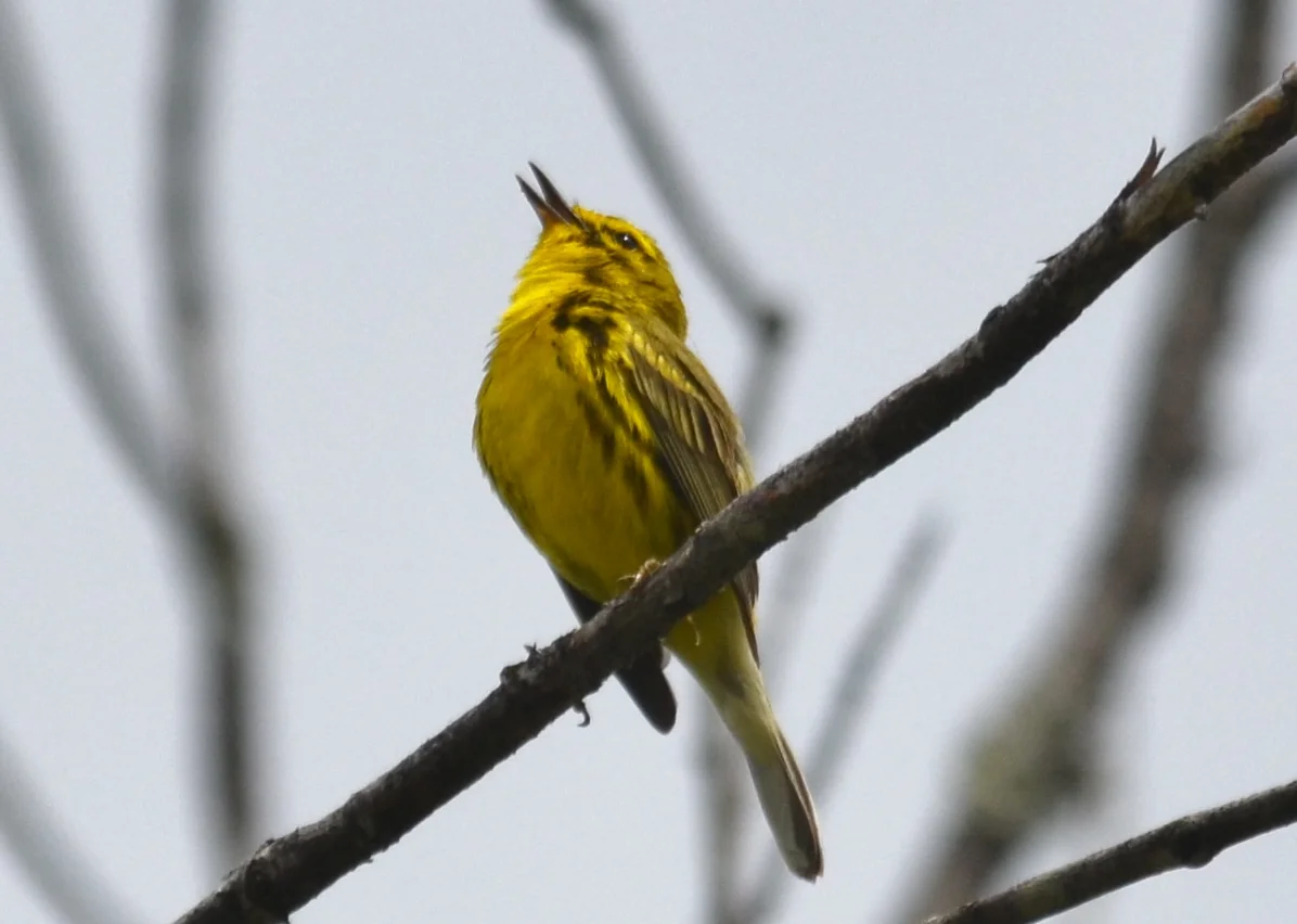 Prairie Warbler 6-26-2015.JPG