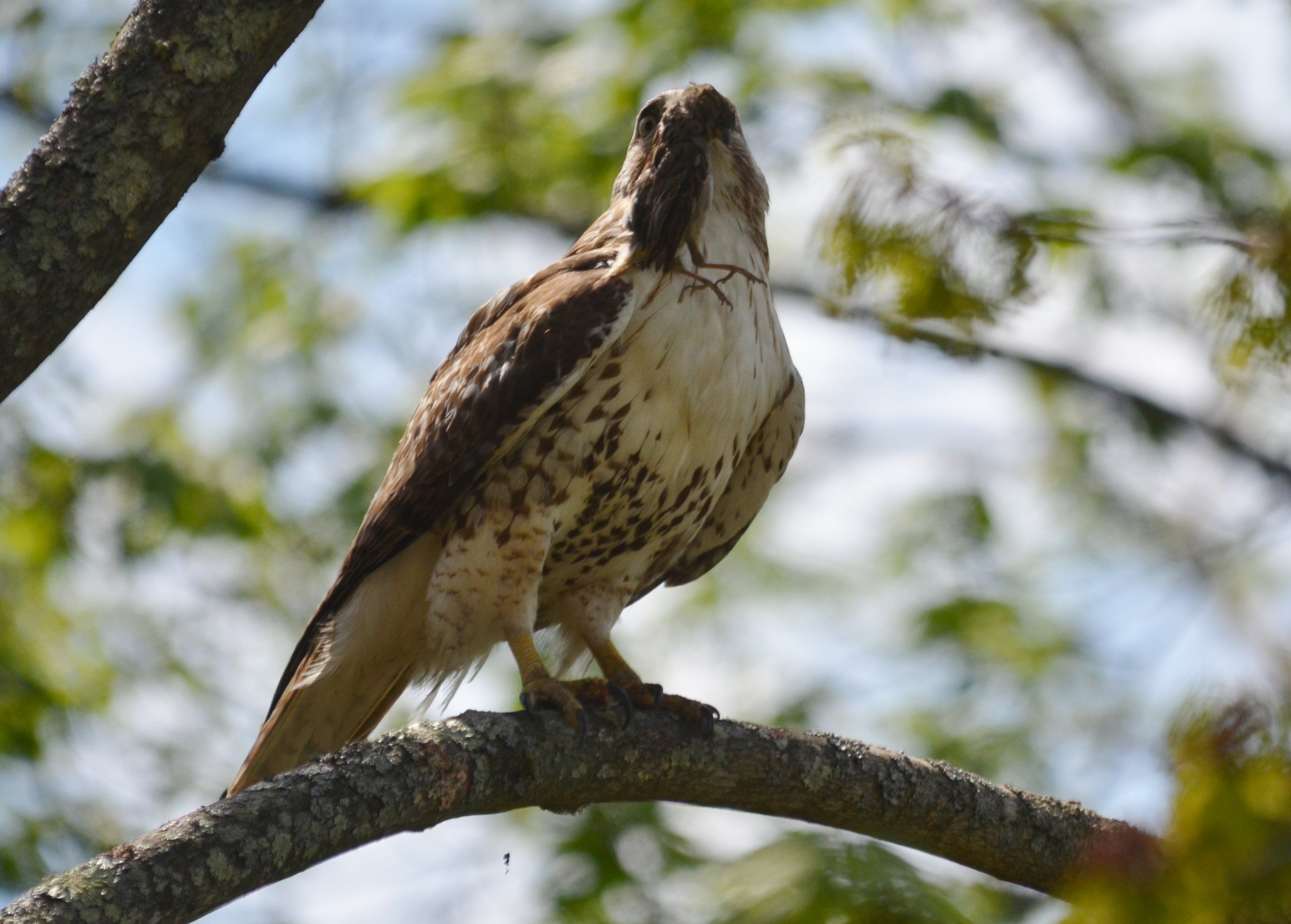 Red tailed hawk.JPG