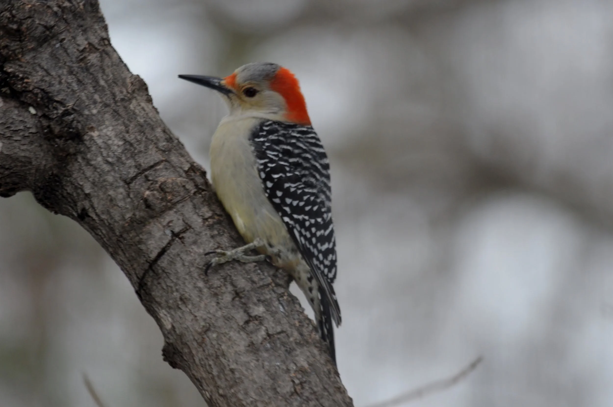 Red-Bellied Woodpecker.JPG