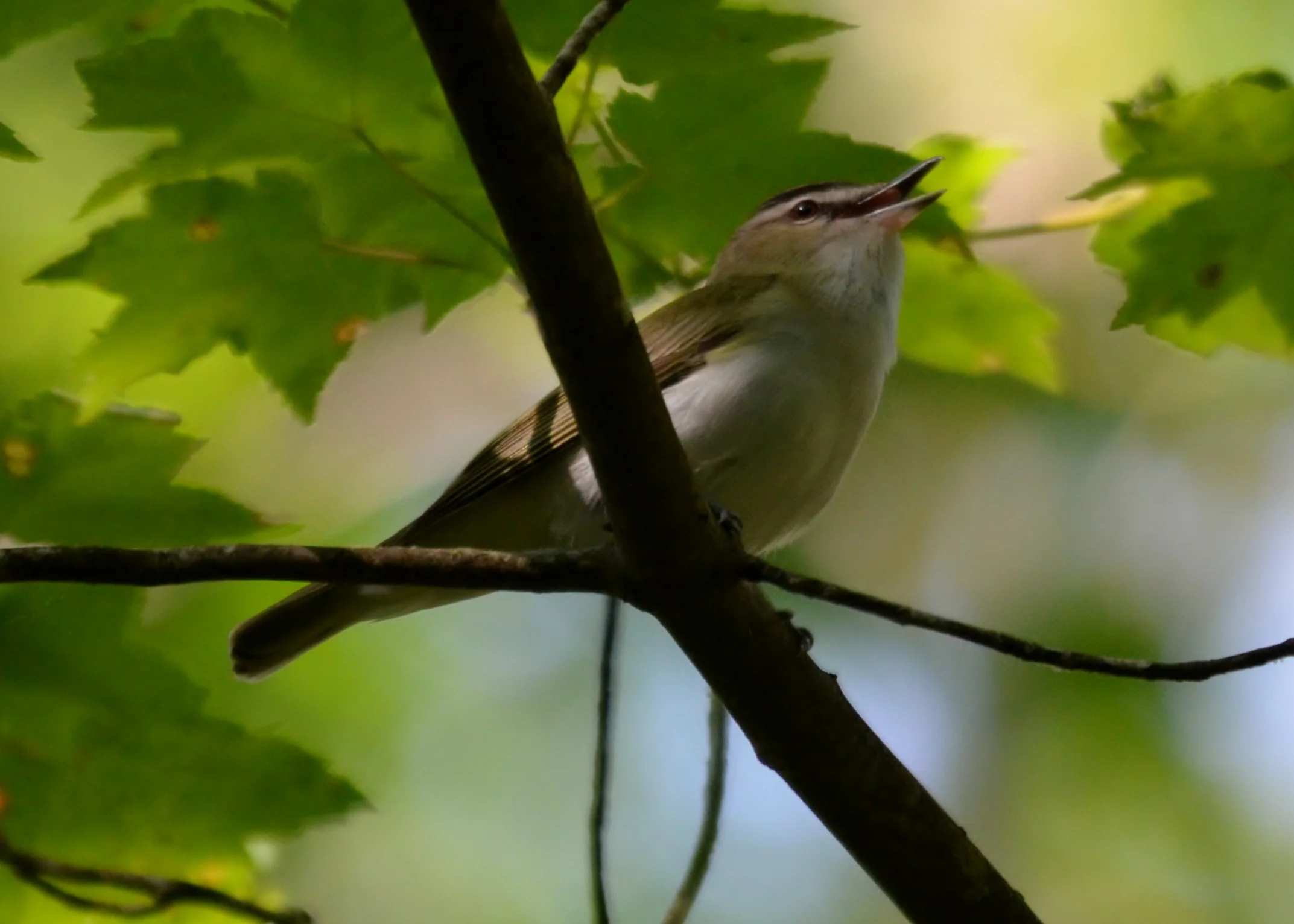 Red-Eyed Vireo 2.JPG