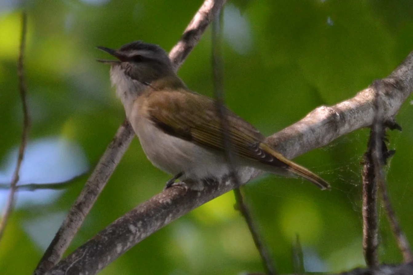 Red-Eyed Vireo2.JPG