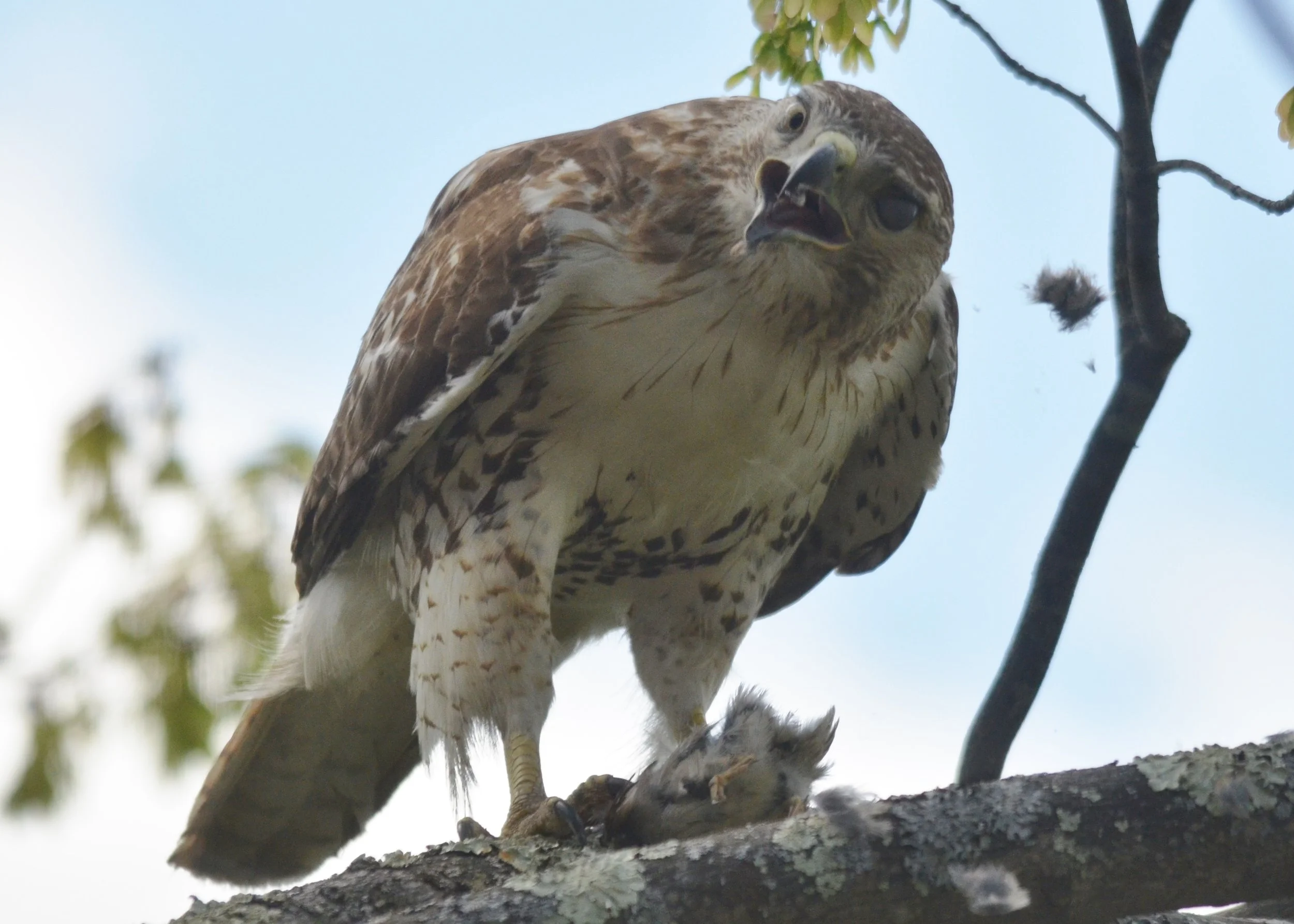 Red-Tailed Hawk eating.JPG