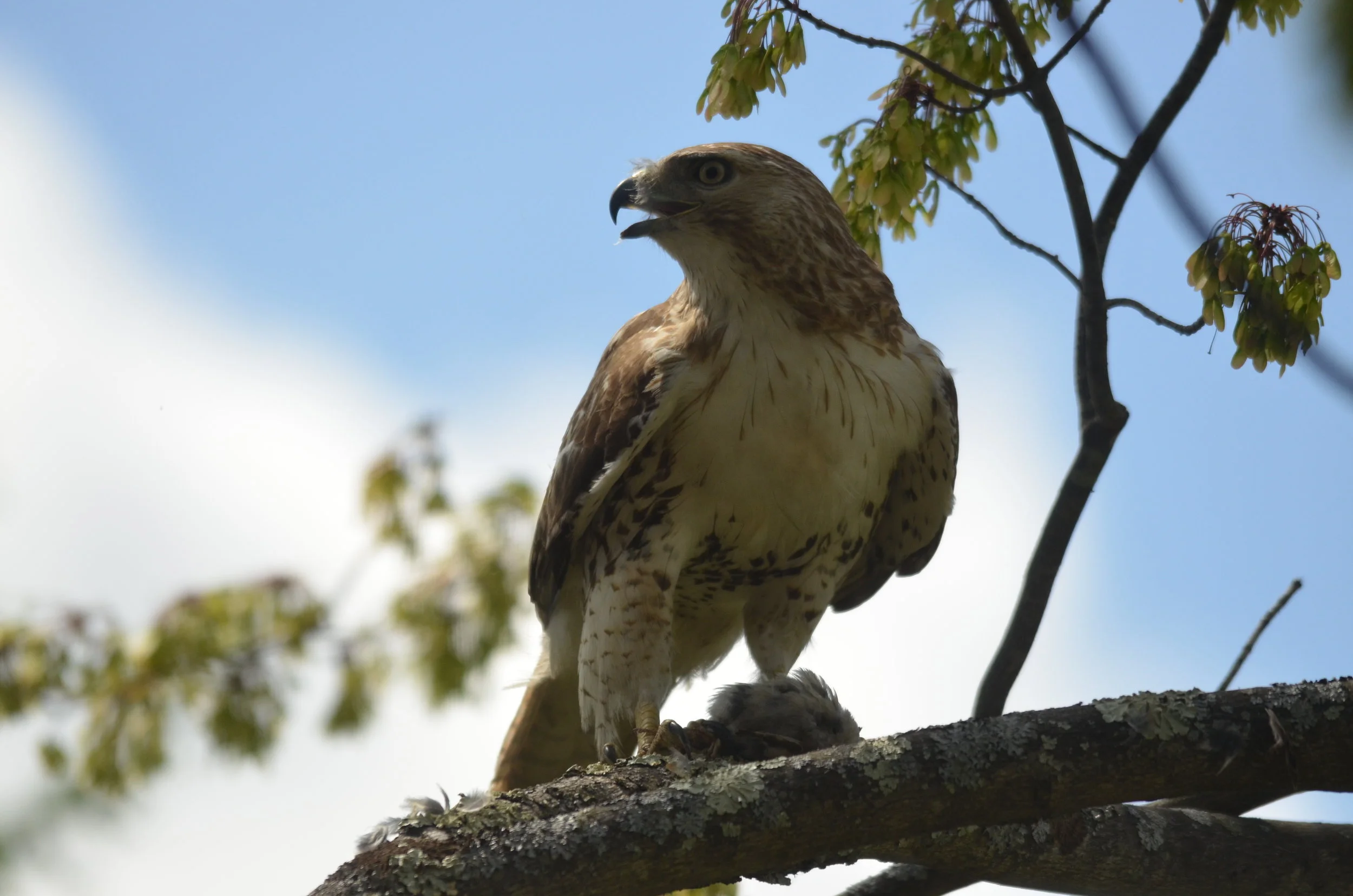 Red-Tailed Hawk Feeding.JPG