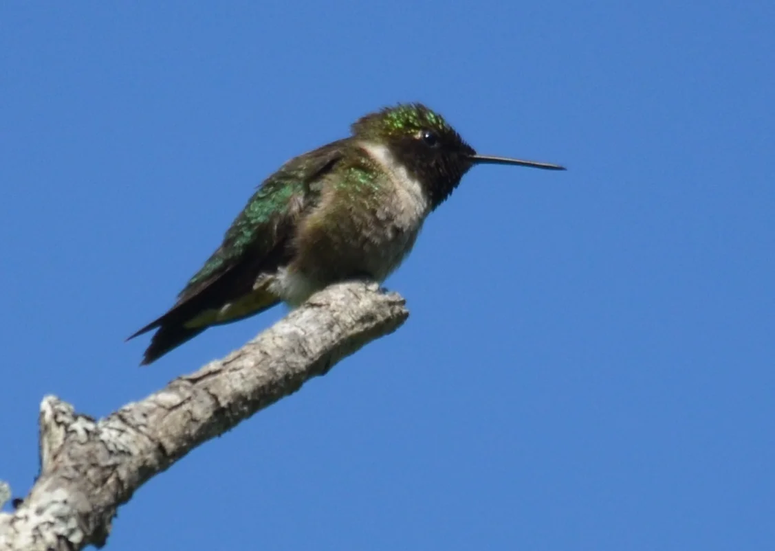 Ruby-Th Hummingbird.JPG