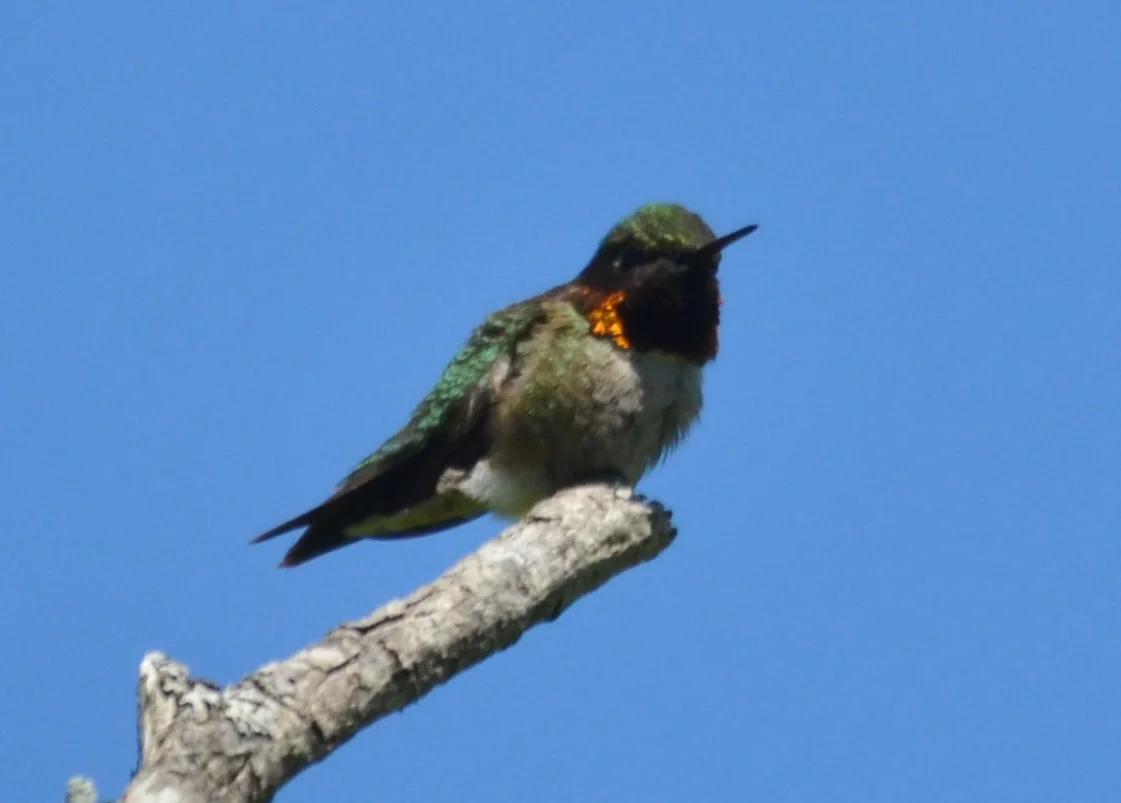 Ruby-Throated Hummingbird.JPG