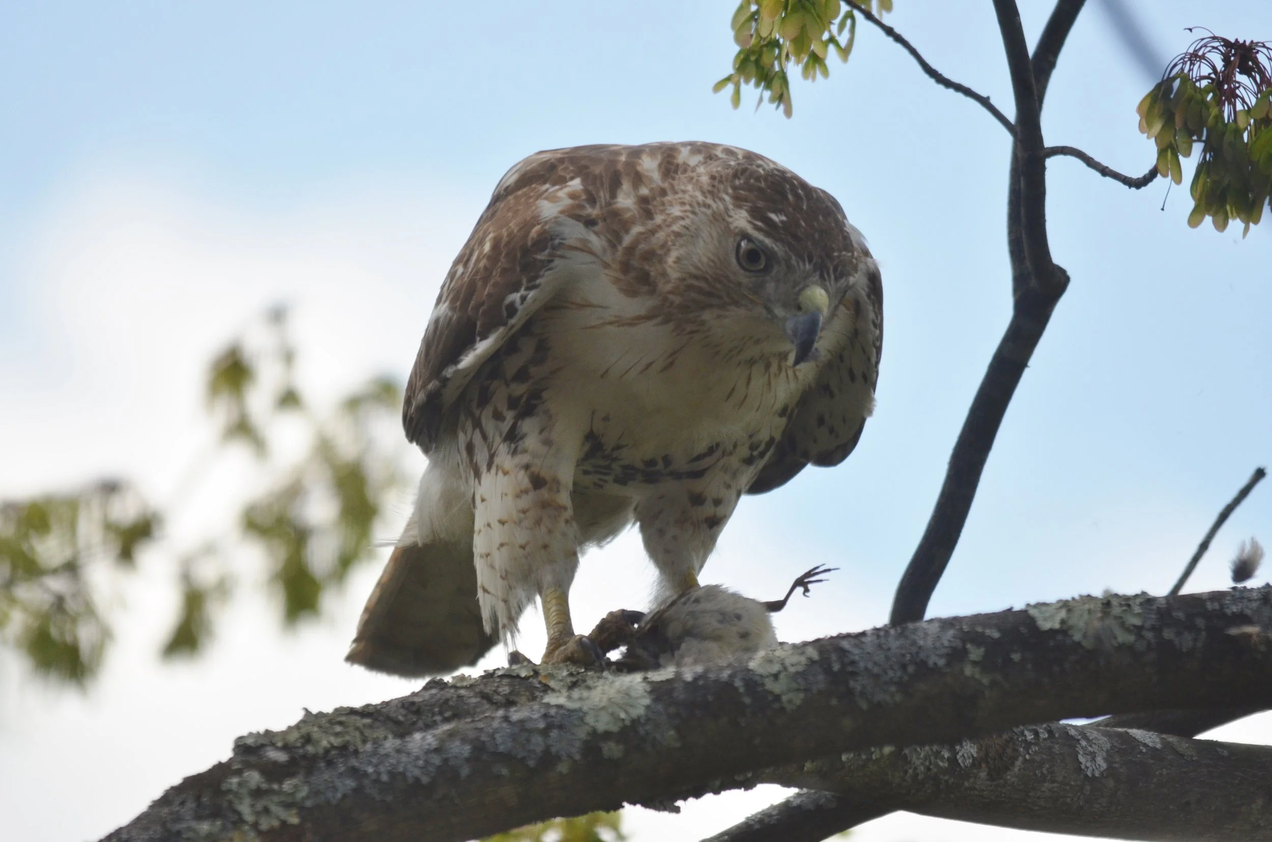 Red-Tailed Hawk with Bird.JPG