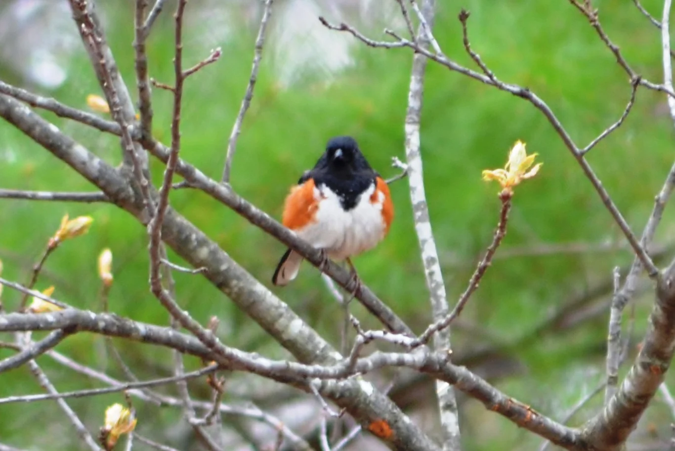 Towhee.JPG