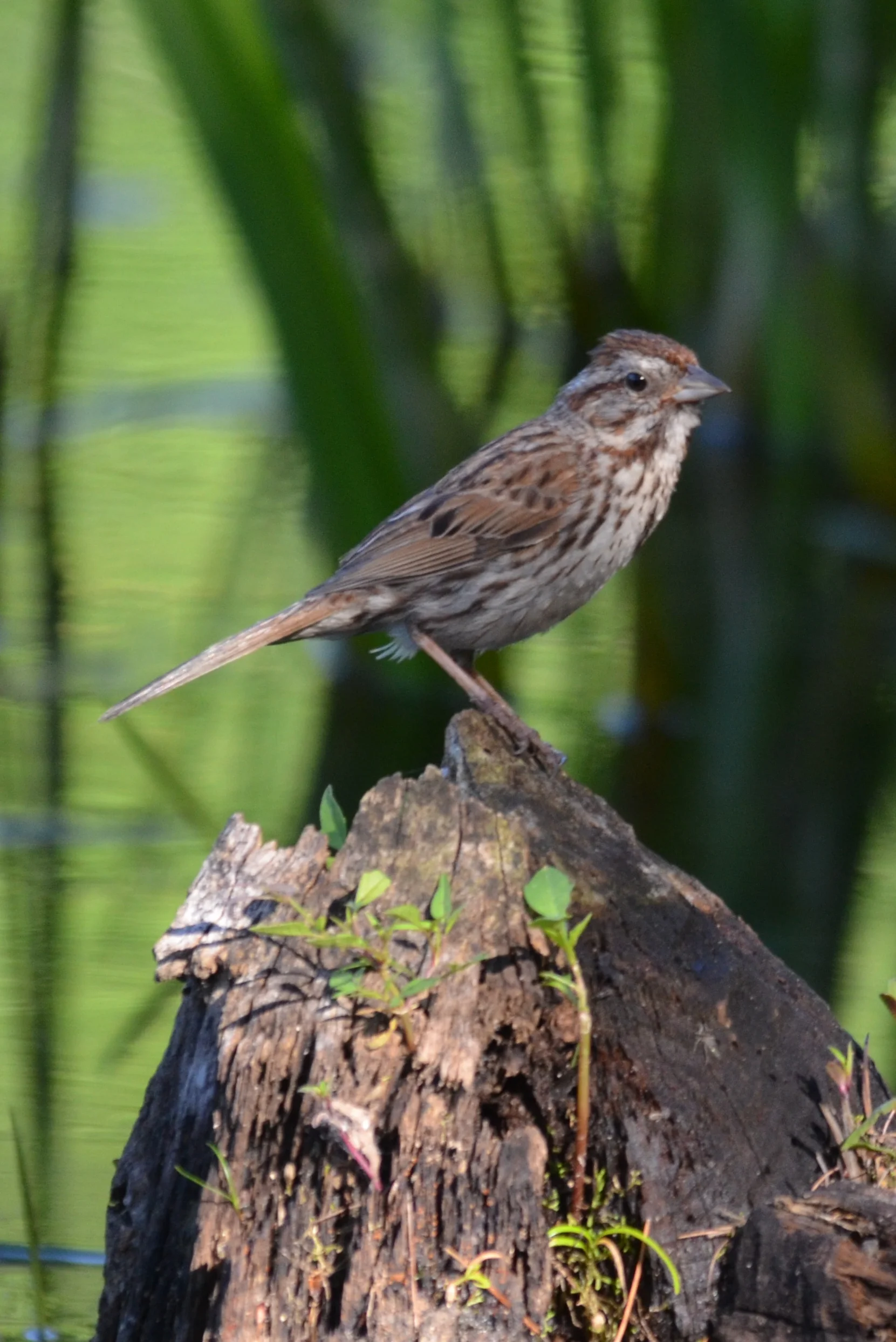 Song Sparrow.JPG