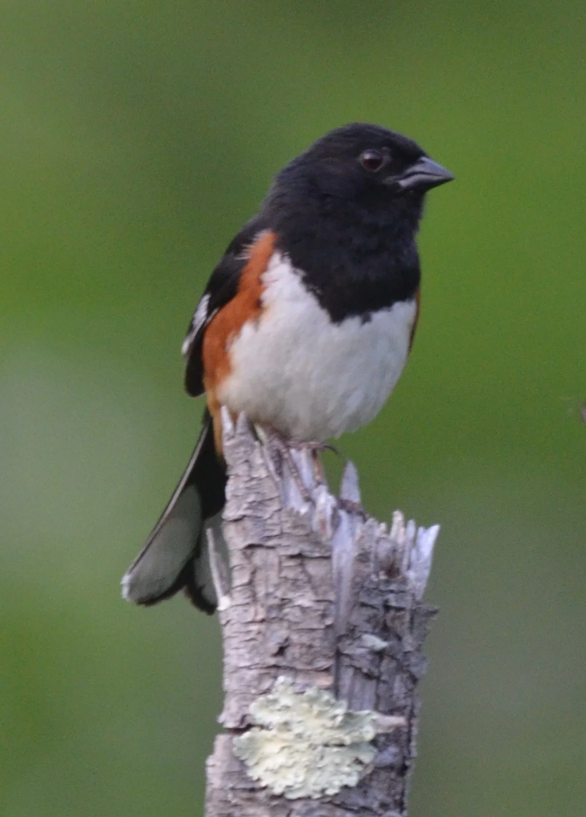 Towhee2.JPG