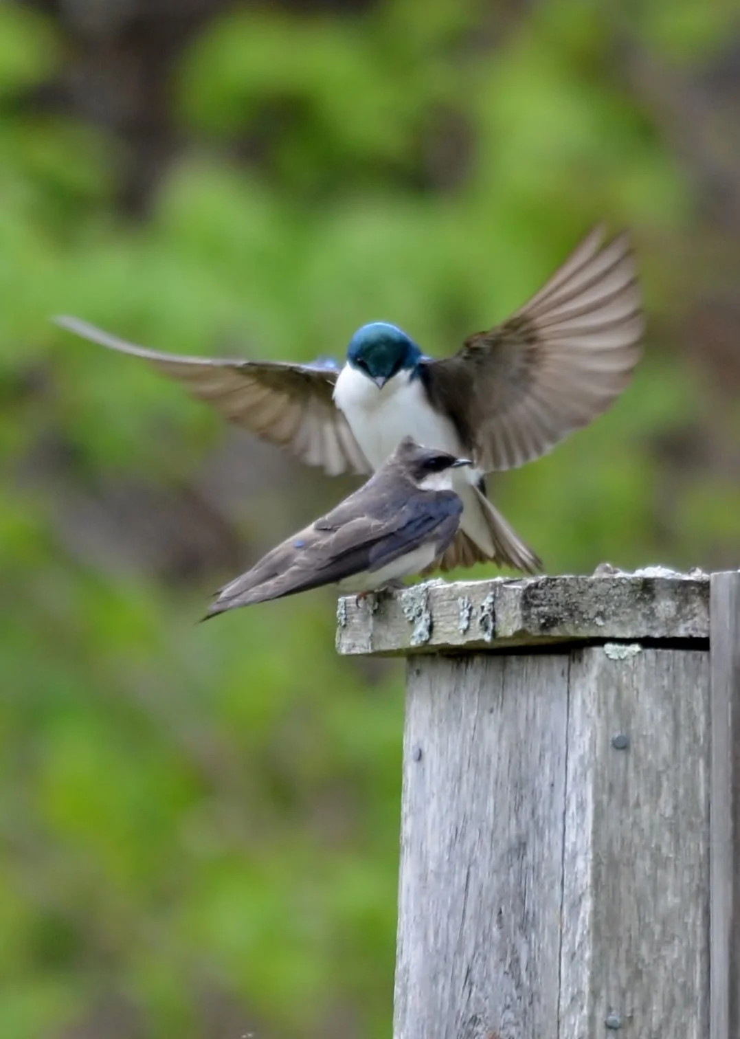 Tree Swallows Mating.JPG