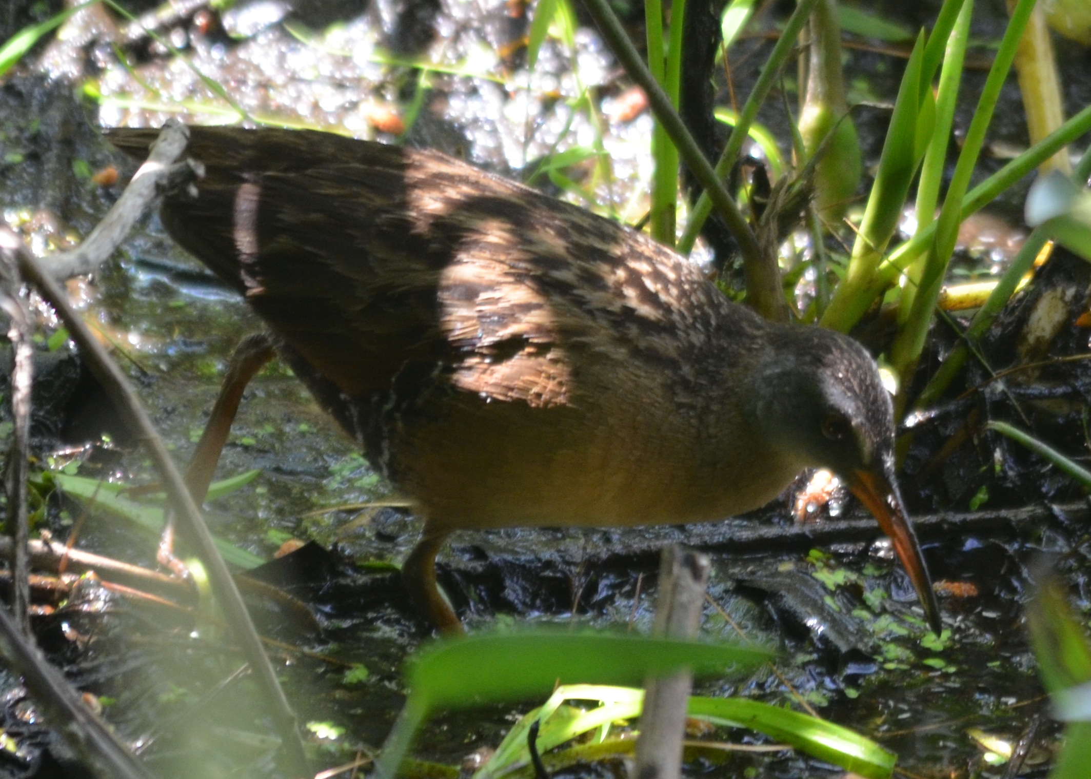 Virginia Rail.JPG