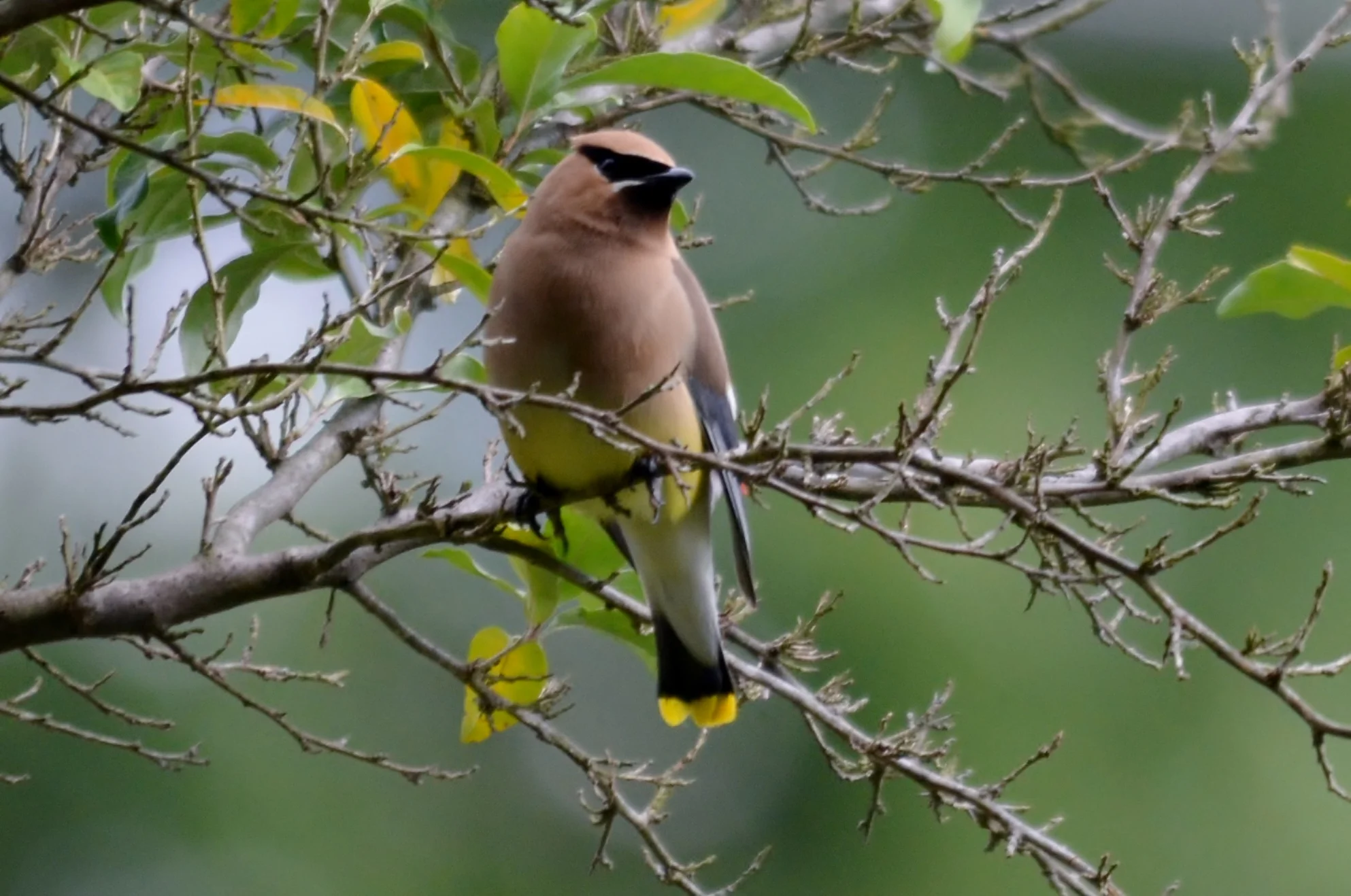 Waxwing.JPG