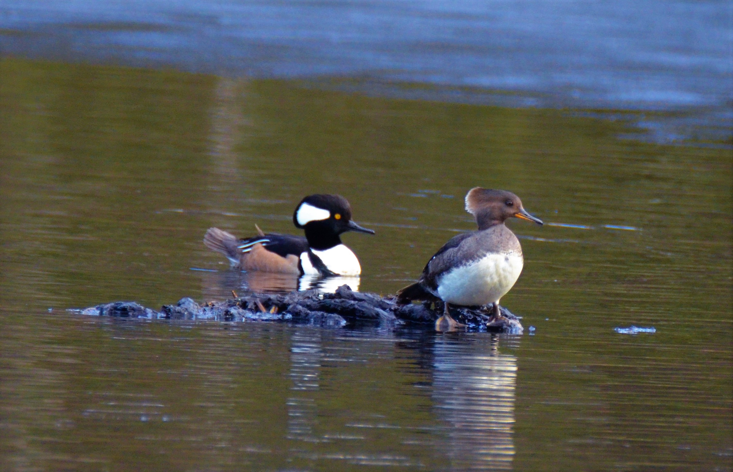 Hooded Merganser.JPG