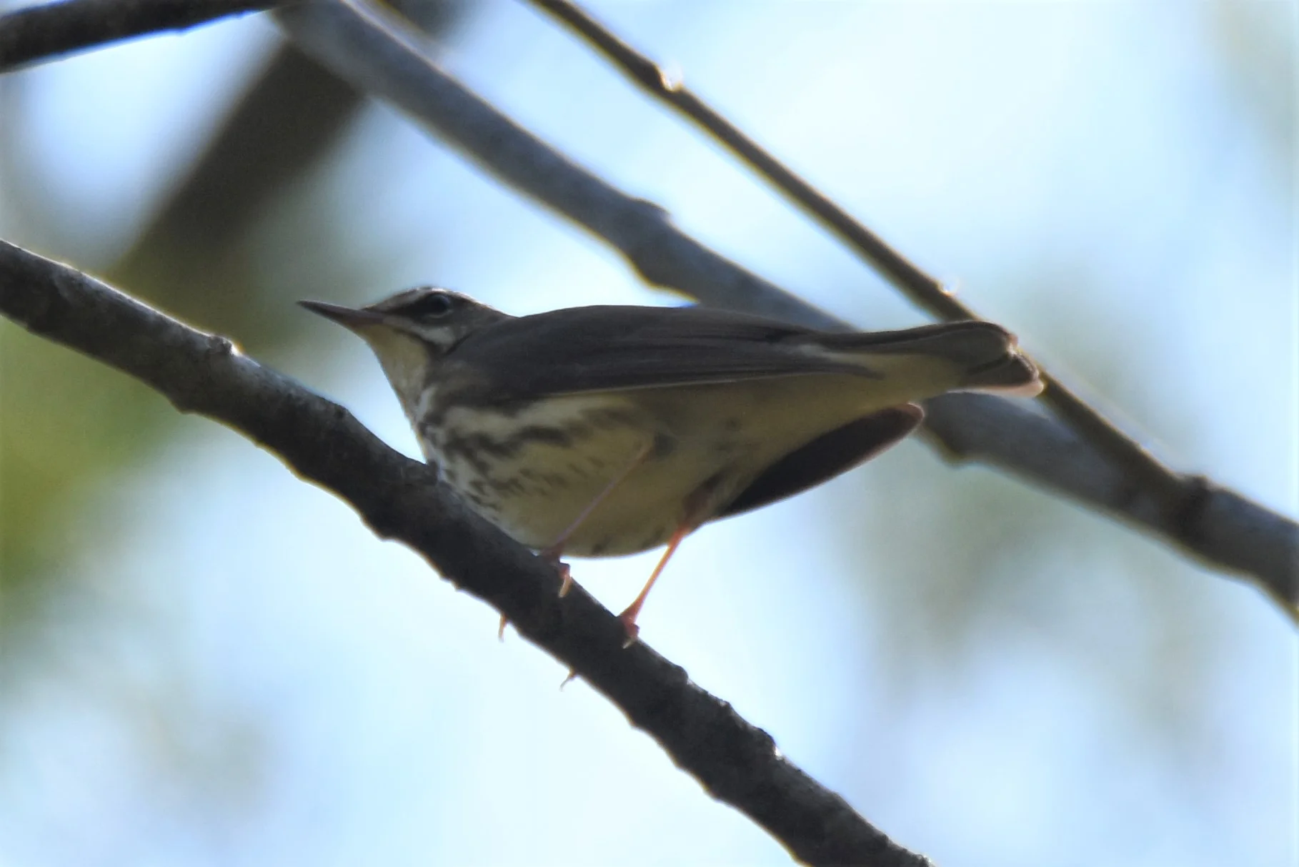 Beaver Brook2 5-17-2017.JPG