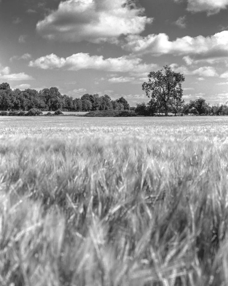044_4x5_10_f22_1sec_Foma100_EI50_redfilter_3stops_WheatField.jpg