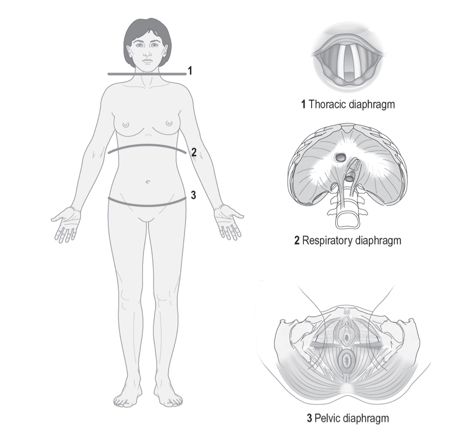 three_diaphragms.png