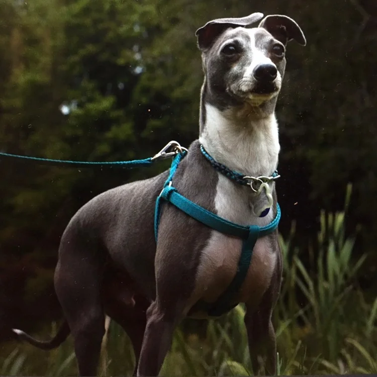 The Hounds of Hound House