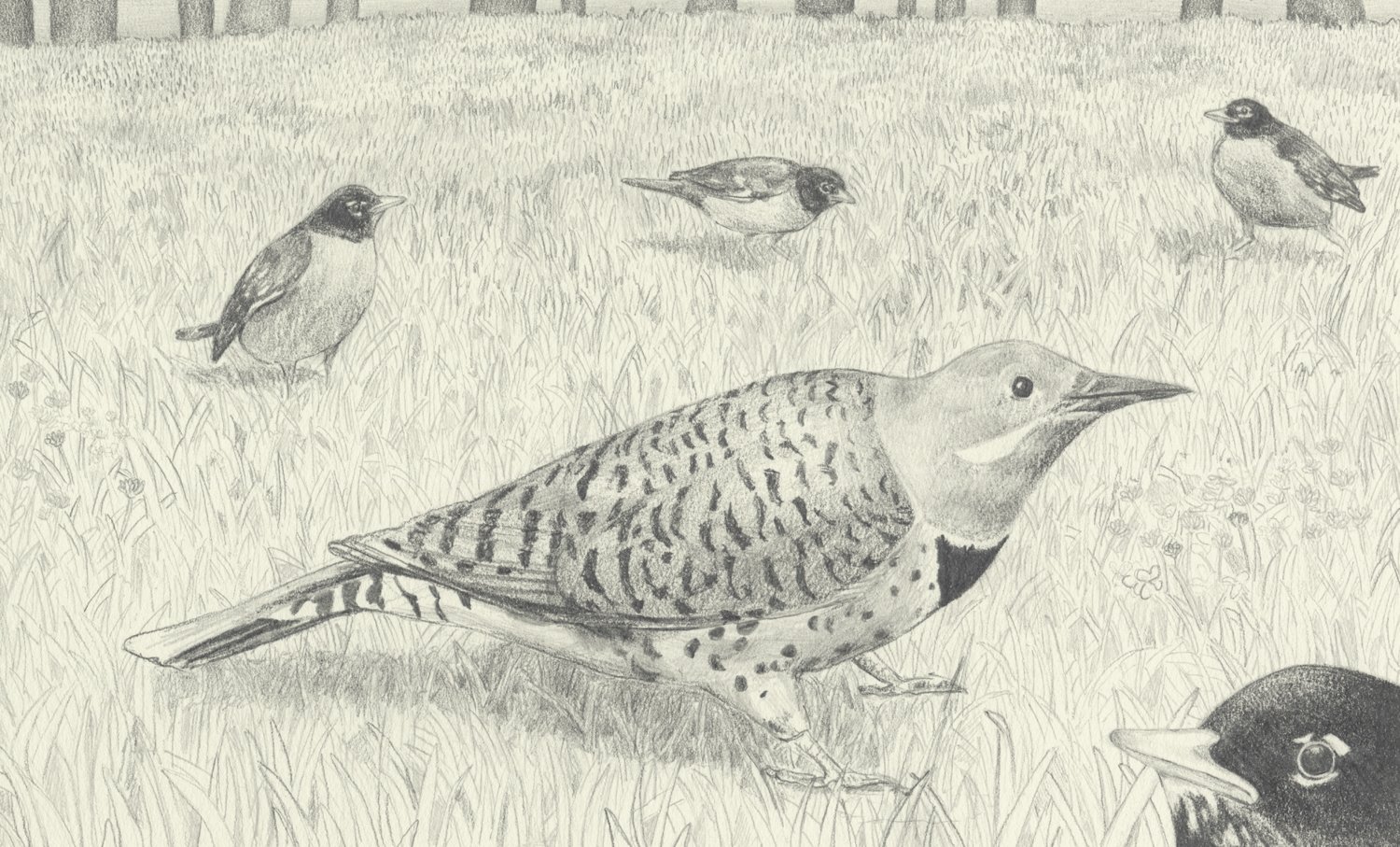 Northern Flicker and Robins