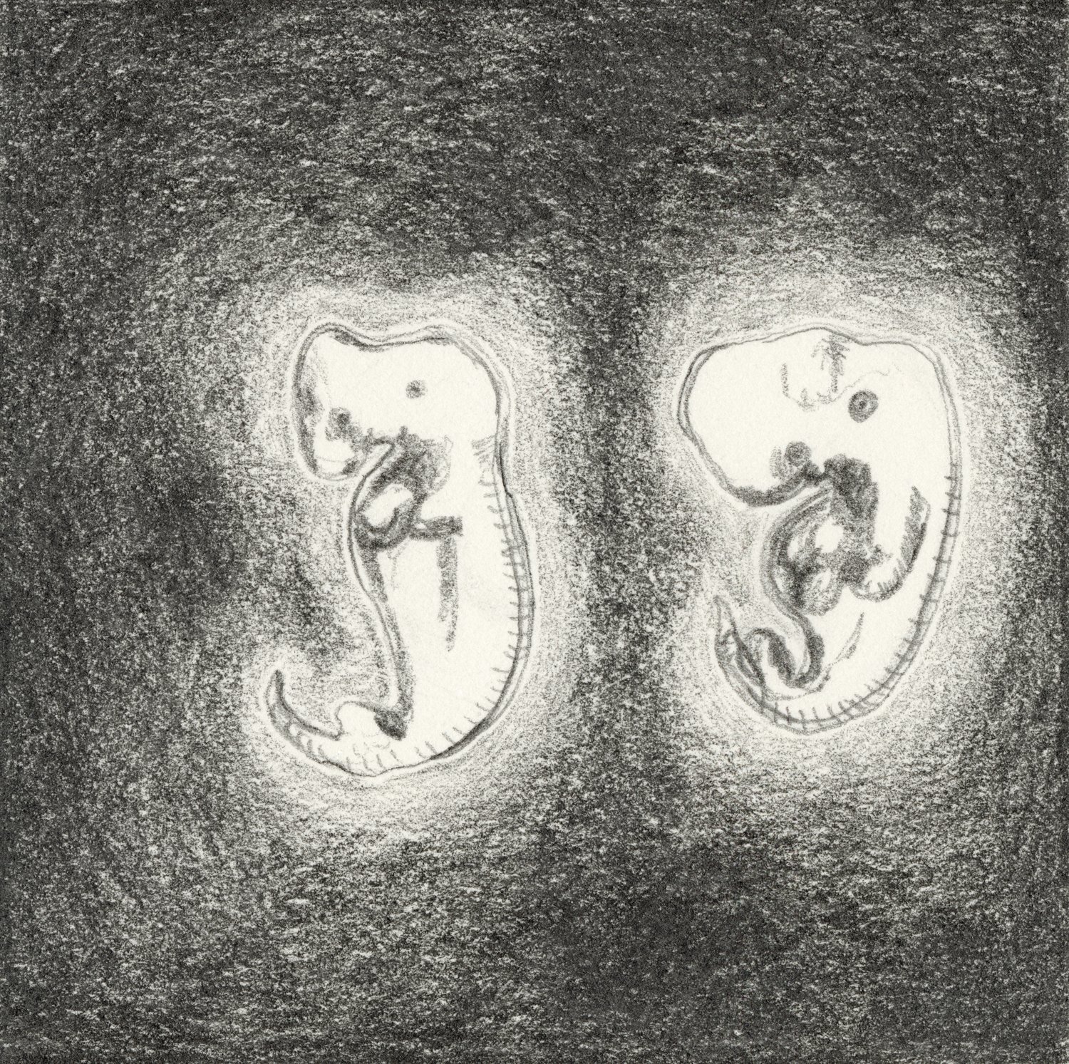 Similar (Pig & Human)