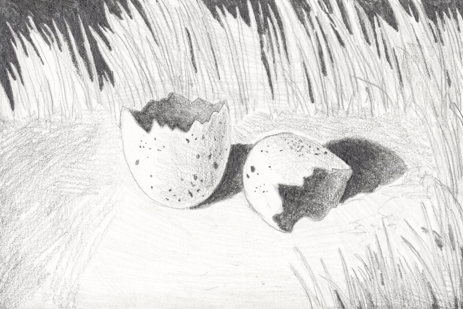 Broken Egg