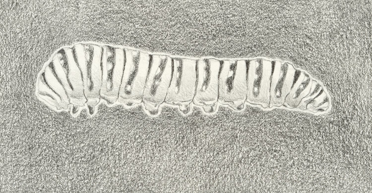 Caterpillar