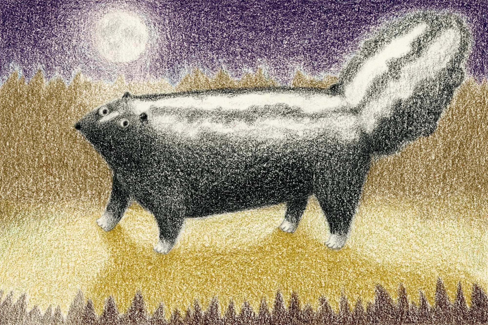 Skunk, color pencil, 2026