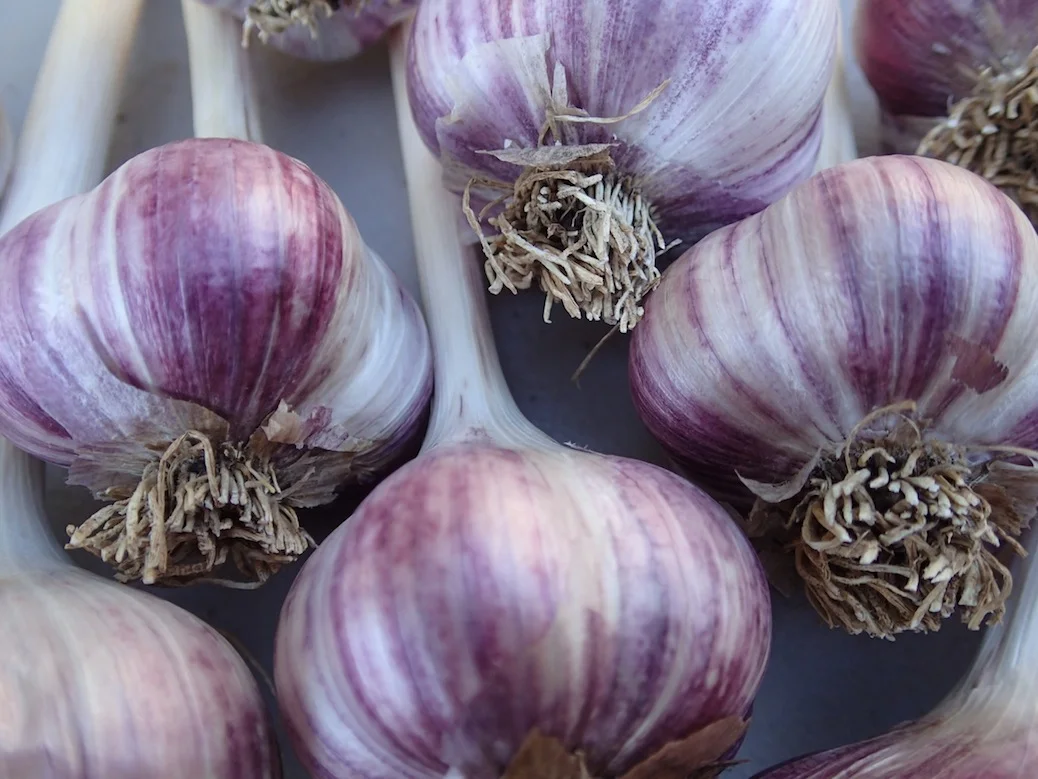 laurelwood garlic.JPG