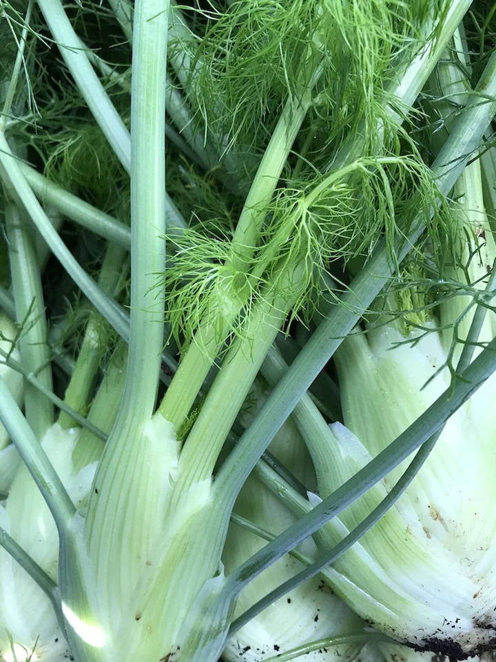 bulb fennel