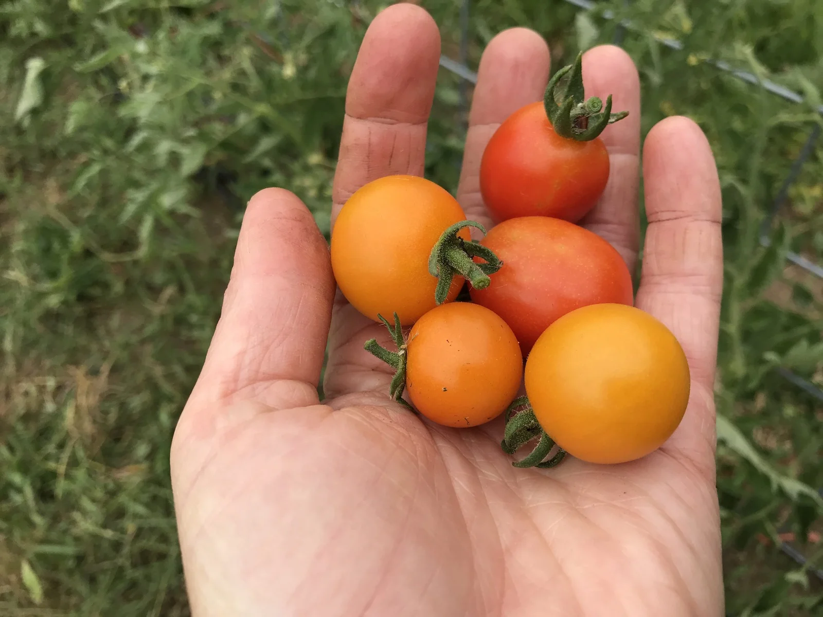 first cherries.JPG