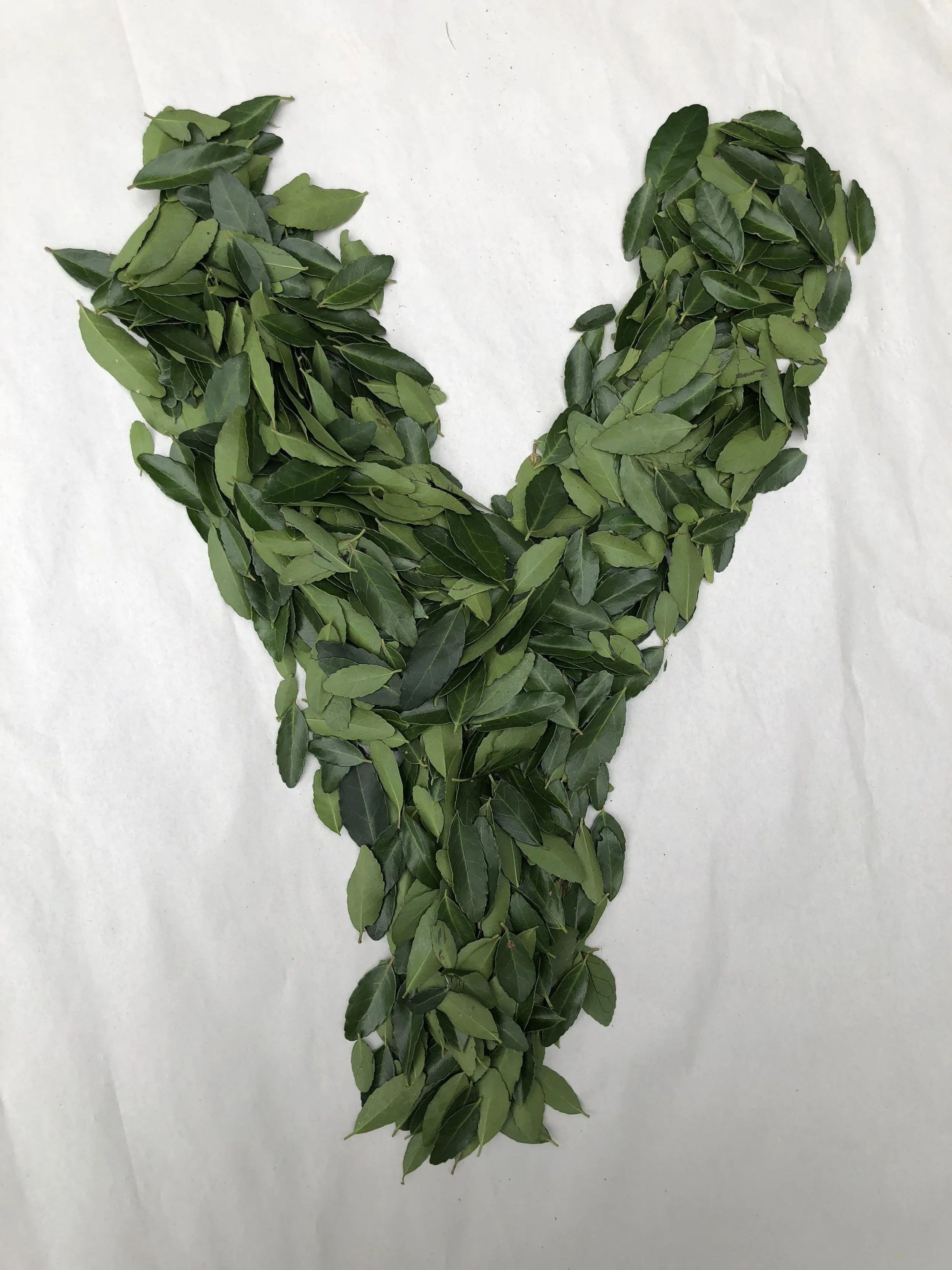 Make your own Yaupon