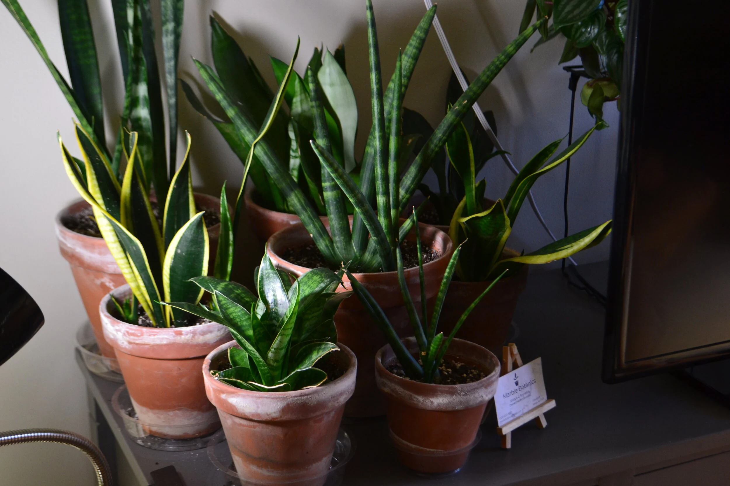 Why Houseplants are Important for Businesses