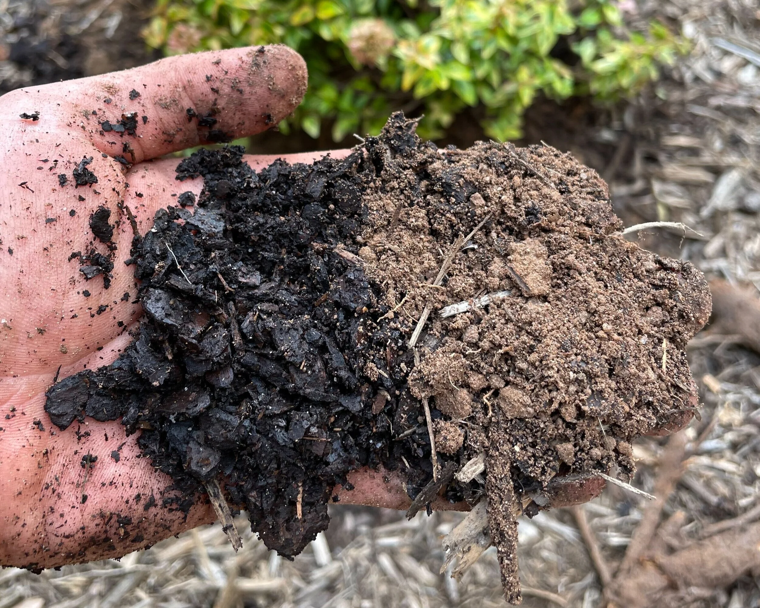 Nursery growing media (left) beside loamy clay soil (left)