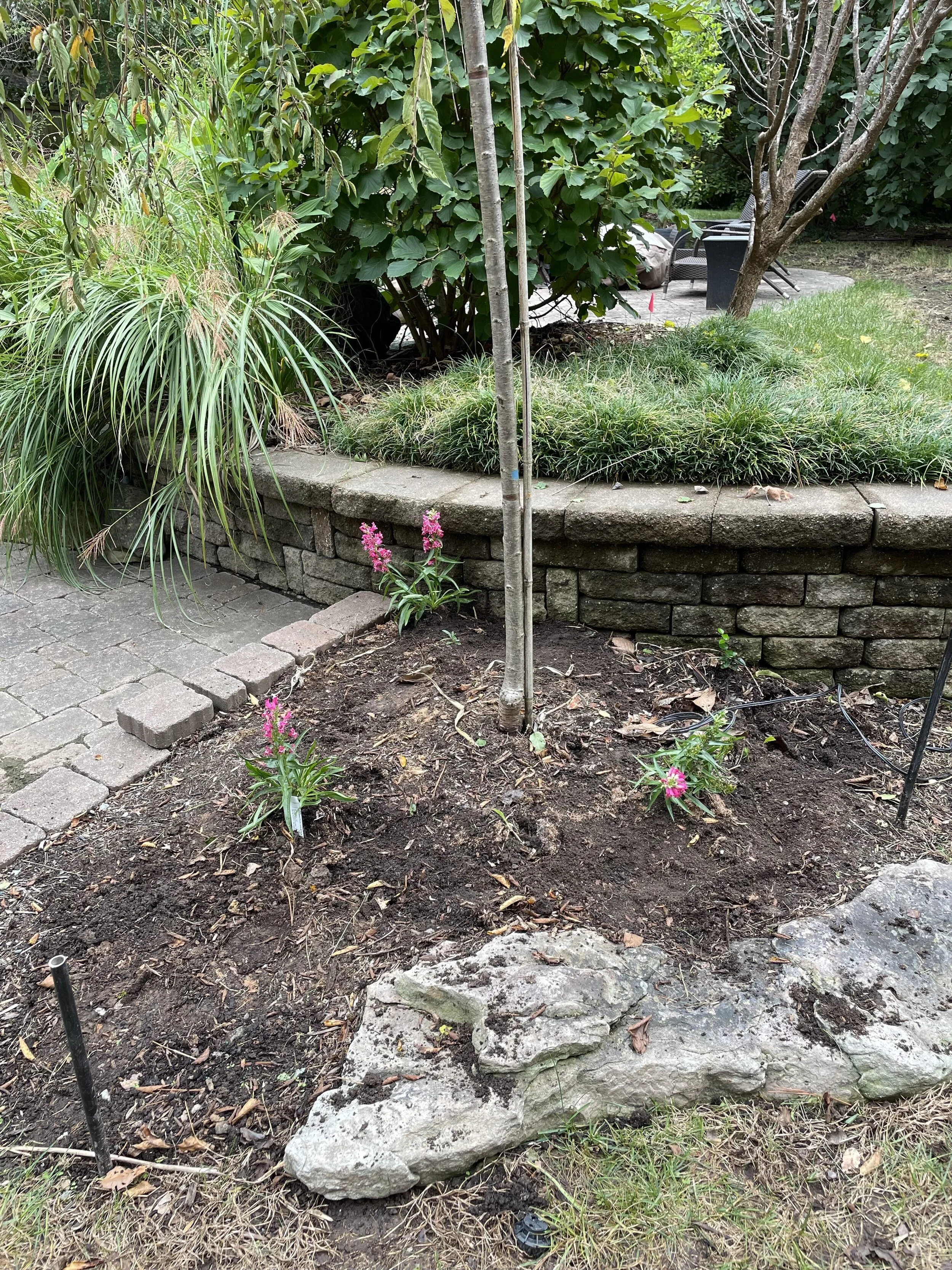 Freshly planted perennials (Penstemon) in October. Summer interest plants still blooming late into the season.