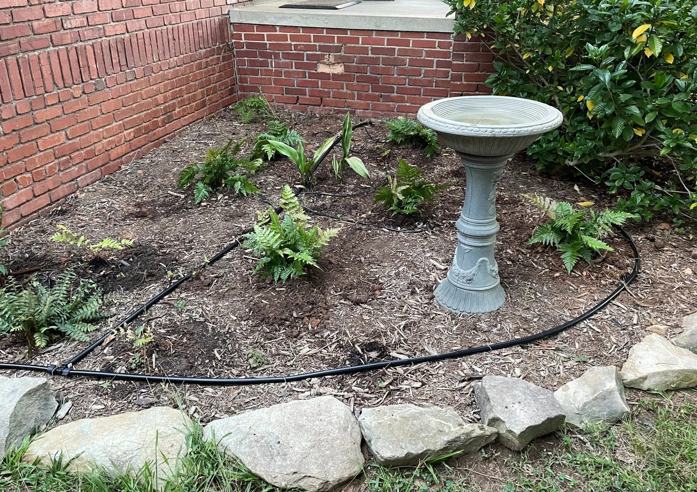 Freshly planted bed with irrigation tubing connected to an automatic time (not shown) to ensure adequate watering.