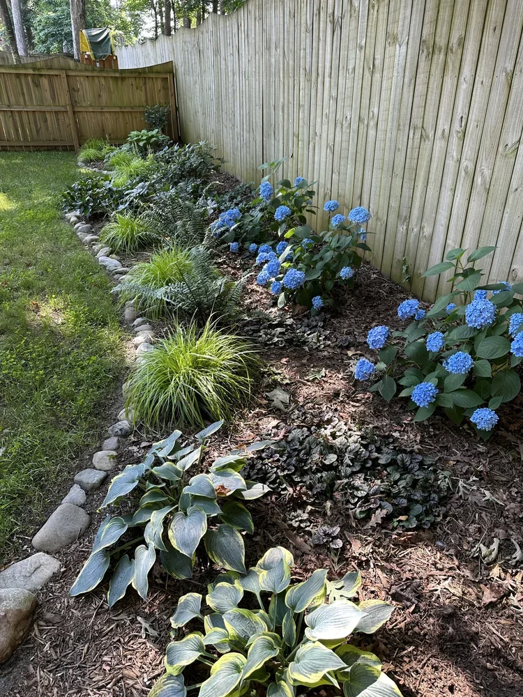 Shady hosta garden