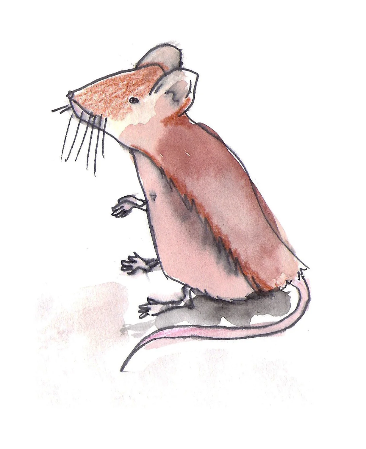 Muis