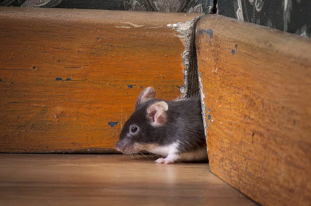 Muis uit zijn hol