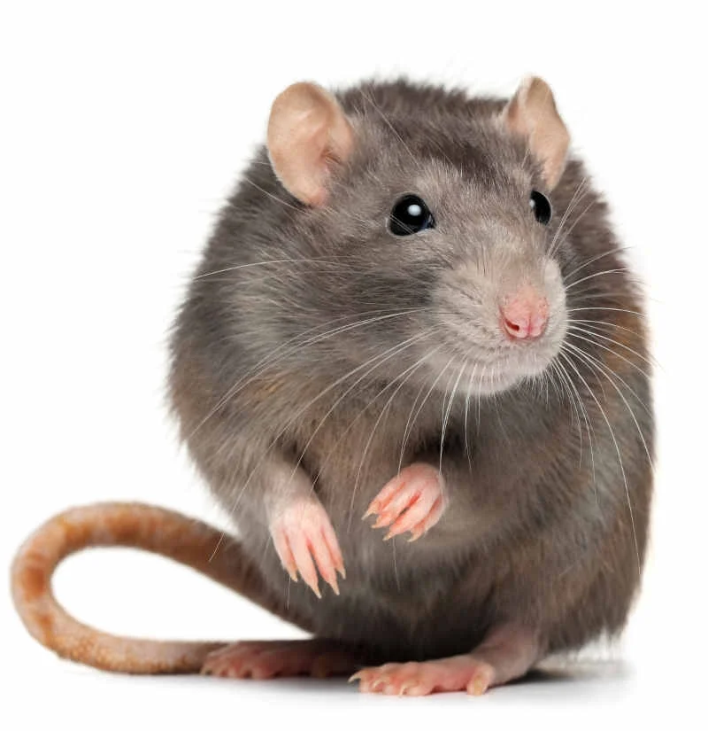 Bruine rat